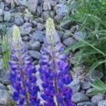 Profilbild för Solglitter