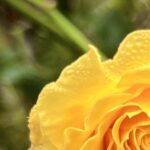 Profilbild för Trulsa